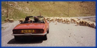 Avoiding the sheep!